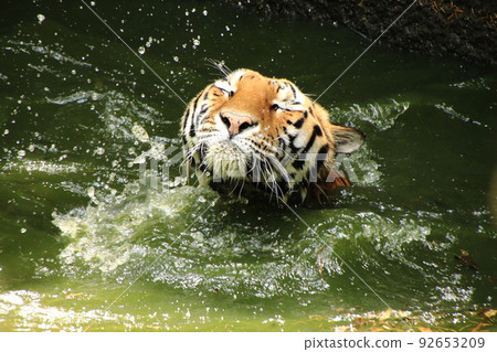老虎在池塘里游泳 老虎在池塘里游泳 92653209