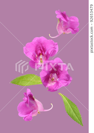 Flower of spinach 92653479