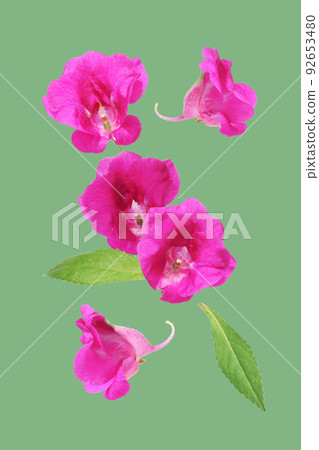 Flower of spinach 92653480