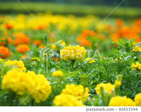 Field of yellow and orange marigolds 92653594