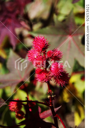 Castor beans Castor beans 92653621