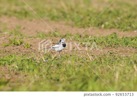 Standing Wagtail Standing Wagtail 92653713