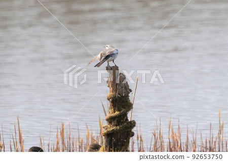 A wagtail standing on a riverbank stump A wagtail standing on a riverbank stump 92653750