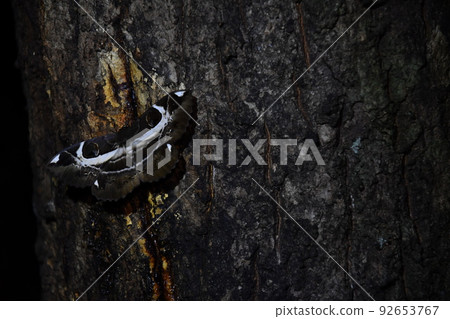sap-sucking moth sap-sucking moth 92653767