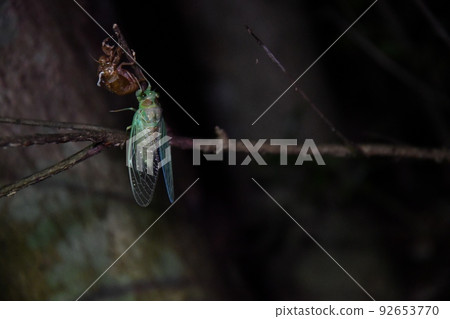 Emergence of Glider 92653770