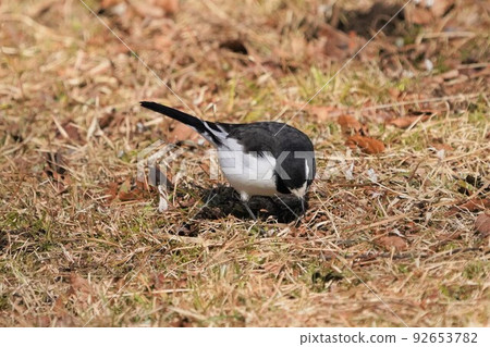 鶺鴒四處尋找食物 92653782