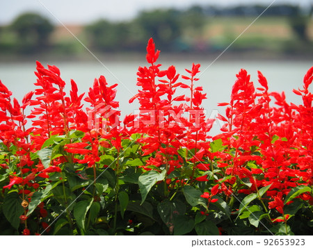 Salvia · Splendence 92653923