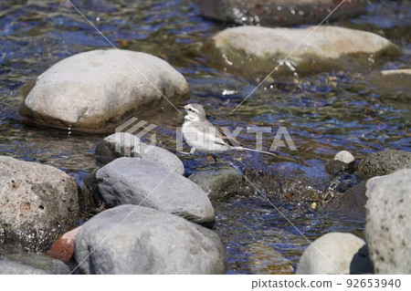 A wagtail roaming the riverside in search of food A wagtail roaming the riverside in search of food 92653940