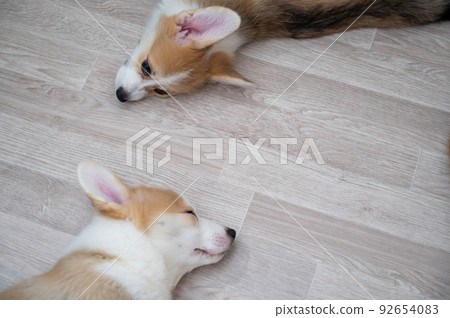 Cute welsh corgi puppies sleep on the floor. View from above. Cute welsh corgi puppies sleep on the floor. View from above. 92654083