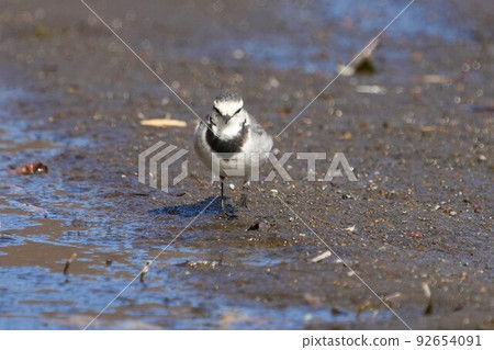 A cute wagtail staring at us by the riverside A cute wagtail staring at us by the riverside 92654091