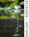 White dragonfly perching on a branch of lotus pond White dragonfly perching on a branch of lotus pond 92654118