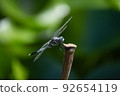 Orthetrum albisum perching on a lotus stalk Orthetrum albisum perching on a lotus stalk 92654119