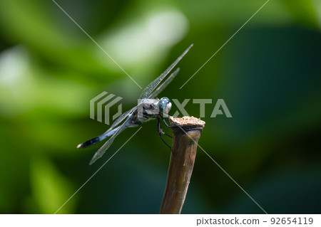 Orthetrum albisum 棲息在蓮花莖上 92654119