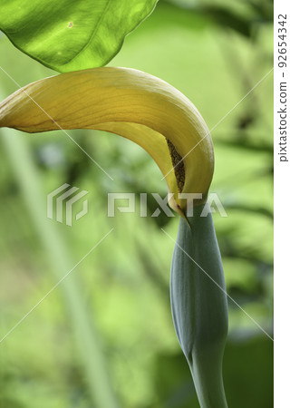 野生芋頭盛開的黃色花朵 92654342