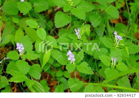 Scutellaria indica [Tsukui, Sagamihara City, May] 92654417