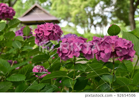 Ashikarien Hydrangea 92654506