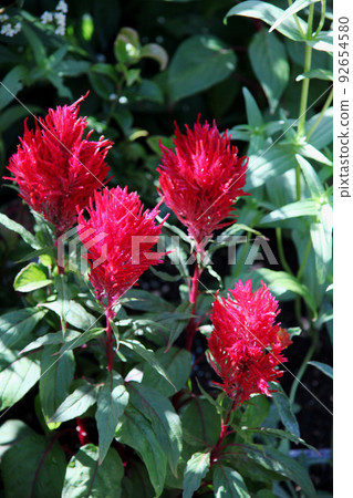 Flowers of Keito Flowers of Keito 92654580