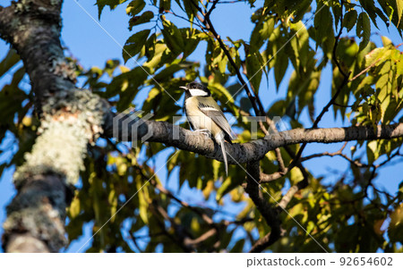 EOS5D. Hiroshima city, wrestler feeling of wild birds. 92654602