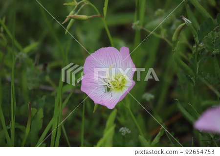 藏在桃色千坂月見莊的昆蟲 92654753