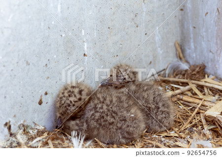 Black-tailed gull chicks in Kabushima, Hachinohe (Hachinohe City, Aomori Prefecture) Black-tailed gull chicks in Kabushima, Hachinohe (Hachinohe City, Aomori Prefecture) 92654756