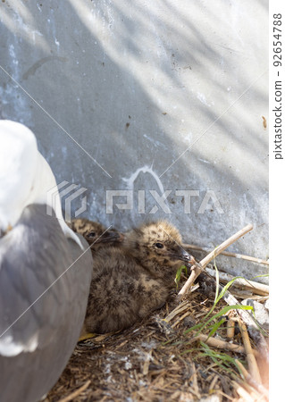 黑尾鷗父母和雛鳥（青森縣八戶市） 92654788