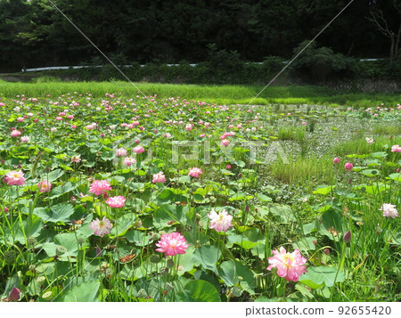 Lotus Lotus 92655420