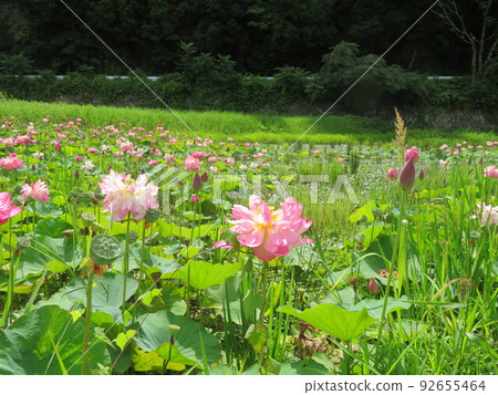 Lotus Lotus 92655464