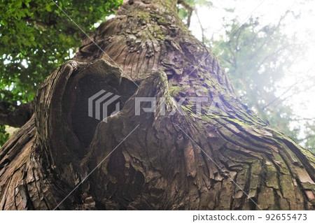 在大樹的樹幹上張開的大嘴 在大樹的樹幹上張開的大嘴 92655473
