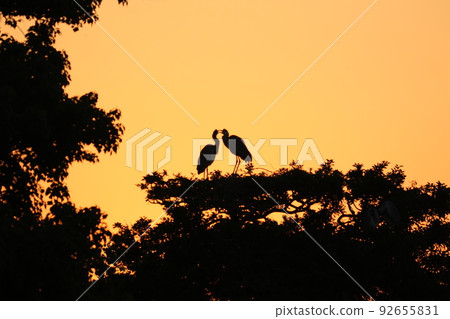 Daimon Dawn 92655831