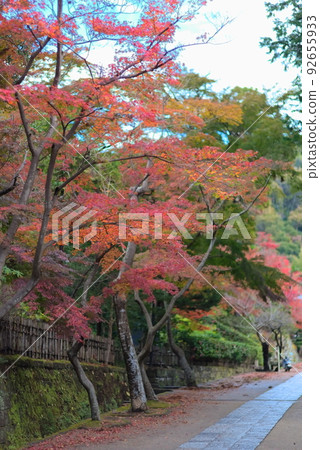 紅楓樹在晴朗的天空下飄揚 紅楓樹在晴朗的天空下飄揚 92655933