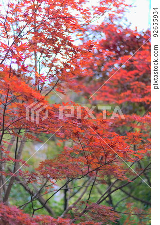 紅楓樹在晴朗的天空下飄揚 紅楓樹在晴朗的天空下飄揚 92655934