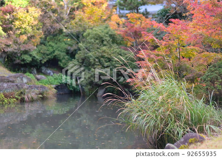 池塘周圍五顏六色的楓樹和蒲葦 92655935