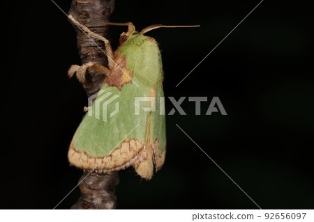 Creatures, insects, blue rag moth, male in early July. Can you see larvae in willow trees during the summer vacation? Creatures, insects, blue rag moth, male in early July. Can you see larvae in willow trees during the summer vacation? 92656097