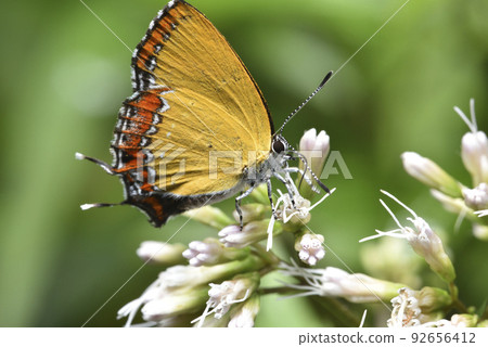 美麗的蝴蝶在花卉上吸食花蜜 92656412