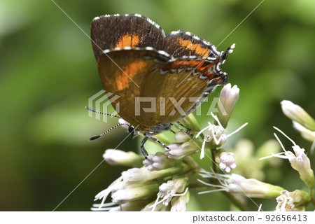 美麗的蝴蝶在花卉上吸食花蜜 美麗的蝴蝶在花卉上吸食花蜜 92656413