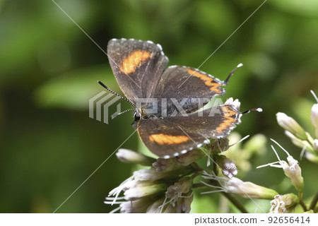 Beautiful butterfly sucking nectar on a flower 92656414