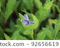 Ololidji 92656619