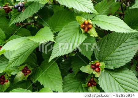 Plant Rare white yamabuki seeds Shiny seeds Shiny white yamabuki flower seeds that can be used as a brooch Plant Rare white yamabuki seeds Shiny seeds Shiny white yamabuki flower seeds that can be used as a brooch 92656934