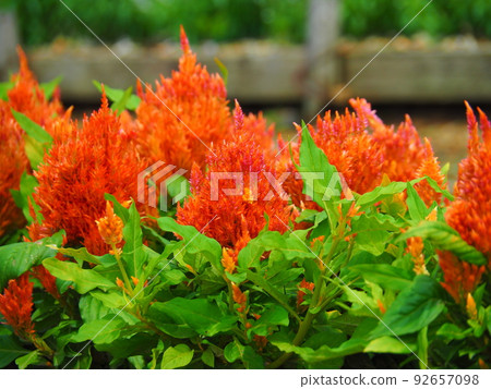 紅色基多花 紅色基多花 92657098