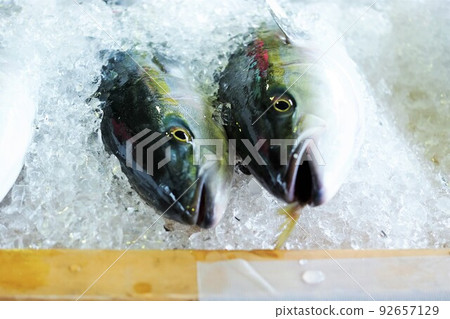 Fukurugi at the fish market Fukurugi at the fish market 92657129