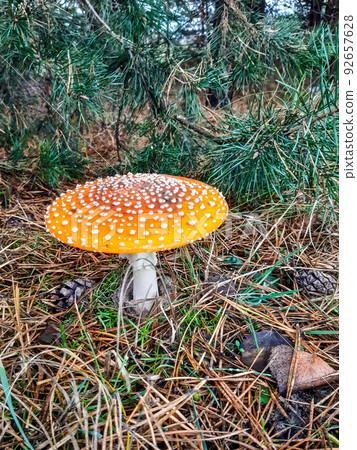 Fly agaric (Amanita muscaria) mushroom in a coniferous forest Fly agaric (Amanita muscaria) mushroom in a coniferous forest 92657628