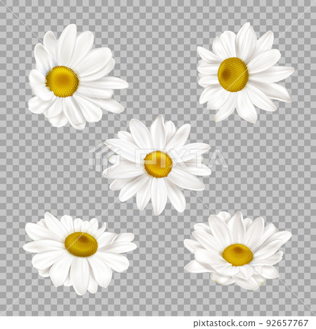Realistic chamomile flowers. Blooming daisy garden herbal plant 3d vector illustration icons set Realistic chamomile flowers. Blooming daisy garden herbal plant 3d vector illustration icons set 92657767