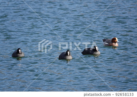野鳥麵包車和寡婦鴨 野鳥麵包車和寡婦鴨 92658133