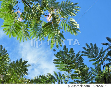 合歡 合歡 92658159