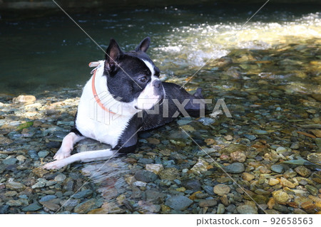 一隻可愛的波士頓梗犬 Mighty-kun，它進入常岐川鎮的常岐川，舒適地看著山間溪流。 92658563