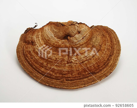Photo of specimen Photo of specimen 92658605