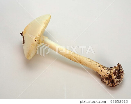 Specimen photograph of Akebonodokutsurutake 92658913