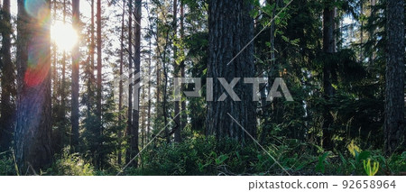 Peat and cones in a clearing of a coniferous forest. Seasonal natural backdrop with bokeh, sun flare and shallow depth of field. Close-up with space for text and selective focus Peat and cones in a clearing of a coniferous forest. Seasonal natural backdrop with bokeh, sun flare and shallow depth of field. Close-up with space for text and selective focus 92658964