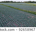 Fresh green cabbage in the farm field. Landscape aerial view of a freshly growing cabbages heads in line. Vivid agriculture field in rural area top view or drone shot. Background or texture banner. 92658967