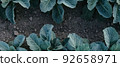 Fresh green cabbage in the farm field. Landscape aerial view of a freshly growing cabbages heads in line. Vivid agriculture field in rural area top view or drone shot. Background or texture banner. 92658971